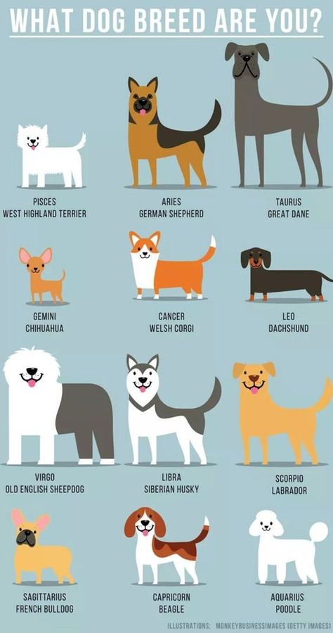 what dog breed are you Zodia Pești, Dog Zodiac, Zodiac Signs Animals, Dog Dna Test, Zodiac Sign Fashion, Zodiac Characters, Zodiac Signs Chart, Anime Zodiac, Zodiac Signs Sagittarius