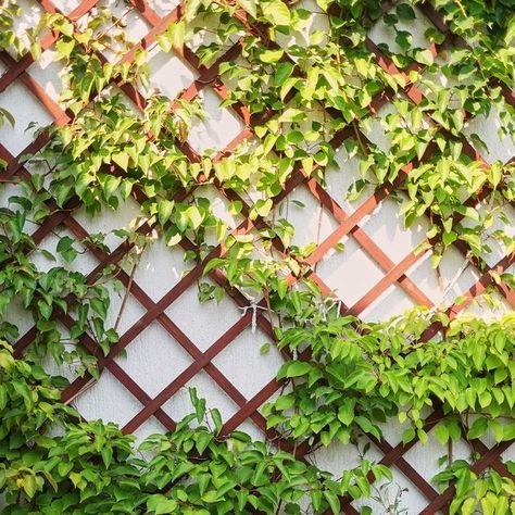 Evergreen Climbing Plants, Wall Climbing Plants, Green Wall Plants, Plants For Small Gardens, Hydrangea Petiolaris, Ivy Wall, University Of Reading, Climbing Hydrangea, Vertical Garden Wall