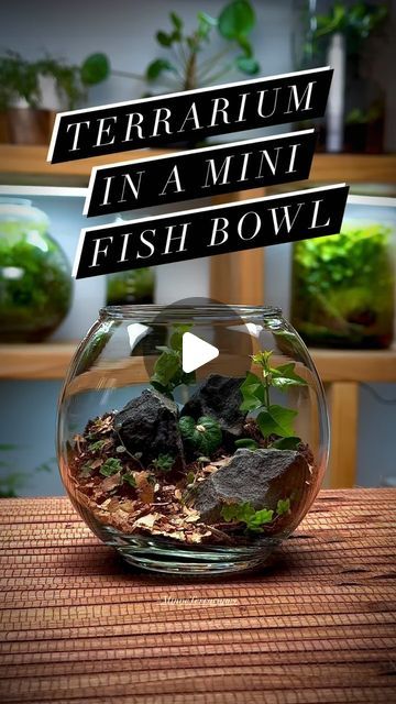 minneterrariums on January 9, 2024: "🎉 New Year, New Terrarium! #MinneTerrariums #terrarium #terrariumart" Fish Bowl Terrarium, Turtle Terrarium, Aquarium Terrarium, January 9, Fish Bowl, Plant Lady, Terrarium, Plants