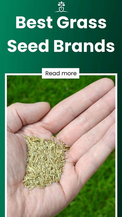 So what is the best grass seed? Well, that’ll depend on the color, germination, and durability that you need, among other factors. That’s why we’ve reviewed the 10 top ones out there and have developed a buying guide to give you all the information. Let’s get started! Fescue Grass Seed, Different Types Of Grass, Tall Fescue Grass, Grass Seed Types, Planting Grass Seed, Best Grass Seed, Fescue Grass, Tall Fescue, Planting Grass