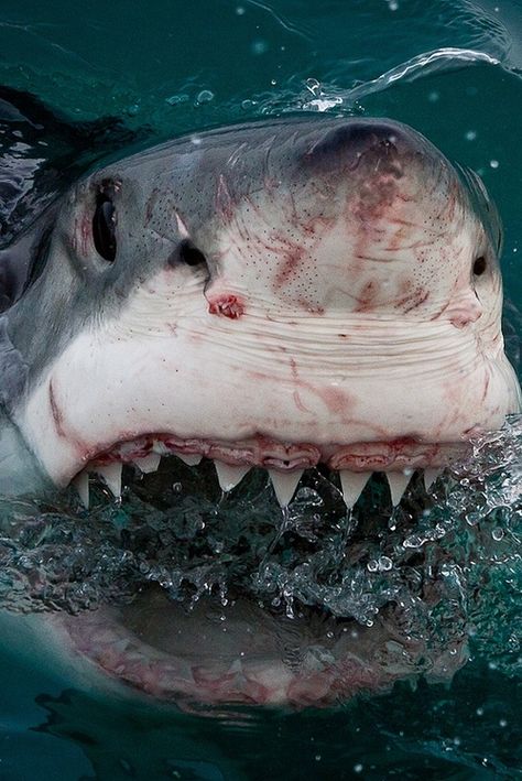 Hai Tattoo, Sharks Scary, Cool Sharks, Shark Photos, Shark Pictures, Shark Art, Shark Lover, Shark Fishing, White Sharks