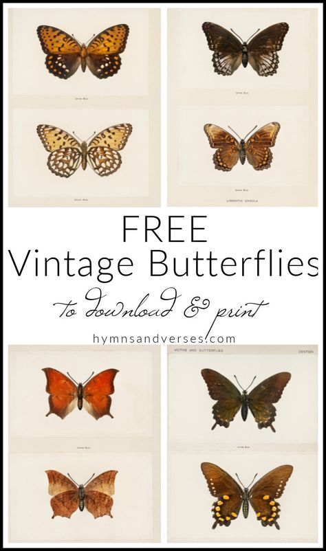 Autumn Butterfly Vintage Prints Vintage Butterfly Printable, Vintage Butterfly Illustration Botanical Prints, Butterfly Images Printable Free, Vintage Butterfly Prints Free Printable, Free Vintage Botanical Printables, Butterfly Gallery Wall, Vintage Fall Prints, Fall Gallery Wall, Free Printable Wall Art Vintage