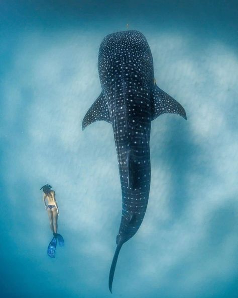 What an incredible experience: swimming alongside the largest fish in the ocean  . Model @ellemayell  Photo by @jakewiltonphoto  . . . . . . . . . . . . . .  #whaleshark #whalesharks #divinglife #diving #freediving #apnea #seacreature #sharklover #underwaterworld #ningalooreef #coralbay #australia #wildlifelovers #oceanphotography #divingphotography #wildplanet #sea #lovetheocean #seaanimals #marineconservation #uwpics #naturephotography #divingphoto #oceanlovers #wildlife #undersea #oceanvibes Beachy Girl Aesthetic, Fish In The Ocean, Shark Photos, Swimming With Whale Sharks, Whale Sharks, Shark Swimming, Shark Lover, Marine Conservation, Underwater Life