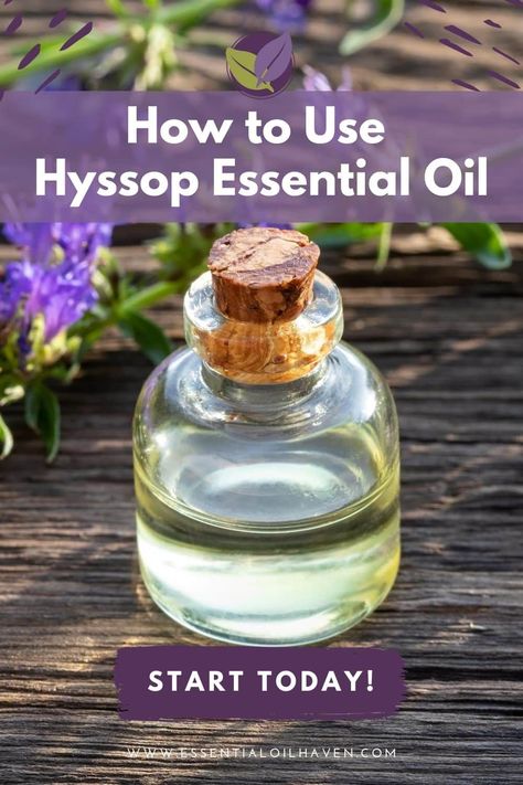 hyssop essential oil uses Hyssop Plant, Antiviral Essential Oils, Hyssop Essential Oil, Essential Oils For Massage, Essential Oil Benefits, Essential Oil Diffuser Blends, Oil Diffuser Blends, Body Healing, Oil Benefits