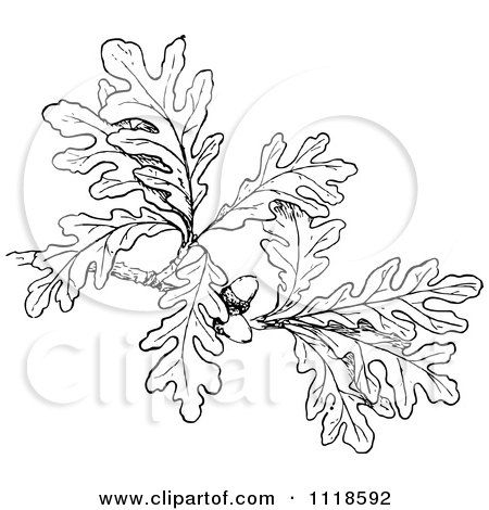 Oak Branch Drawing, Oak Tree Branch Tattoo, Tree Branch Illustration, Oak Leaf Tattoos, Oak Tree Drawings, Tree Branch Tattoo, White Oak Tree, Oak Branch, Branch With Leaves