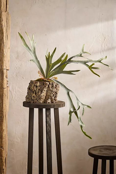 Foliage Plants + Succulents | Terrain Japanese Fern, Boulder Garden, Fern Bush, Faux Plants Decor, Faux Cactus, Tropical Greenery, Staghorn Fern, Cactus Decor, Fern Plant