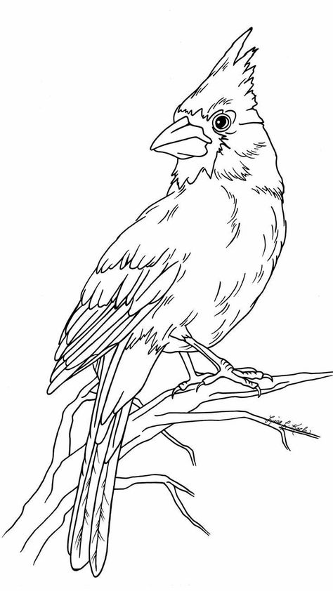 Cardinal Line Drawing, Red Cardinal Drawing, Burn Hats, Picture Outline, Cardinal Drawing, Cardinal Svg, Lighthouse Drawing, Svg Animals, Drawing Birds