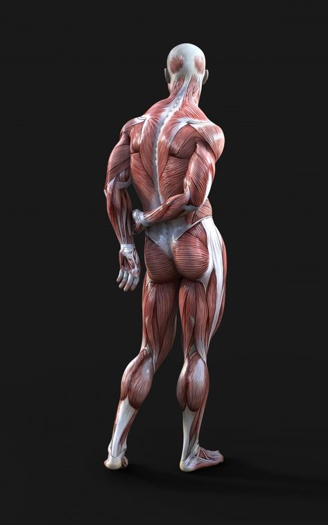 Muscle Art, Human Muscle Anatomy, Anatomy Images, 3d Anatomy, Man Anatomy, Anatomy Sculpture, Human Body Anatomy, Anatomy Tutorial, Human Anatomy Drawing