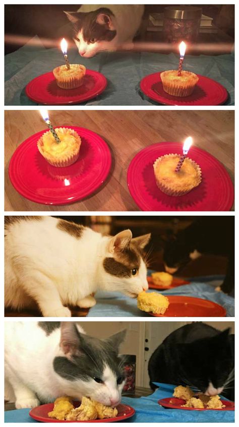 Birthday Cake For Cat, Homemade Cat Food, Pictures Of Cats, Homemade Cat, Cat Birthday Party, A Birthday Cake, Secret Life Of Pets, Cat Cake, Cat Party