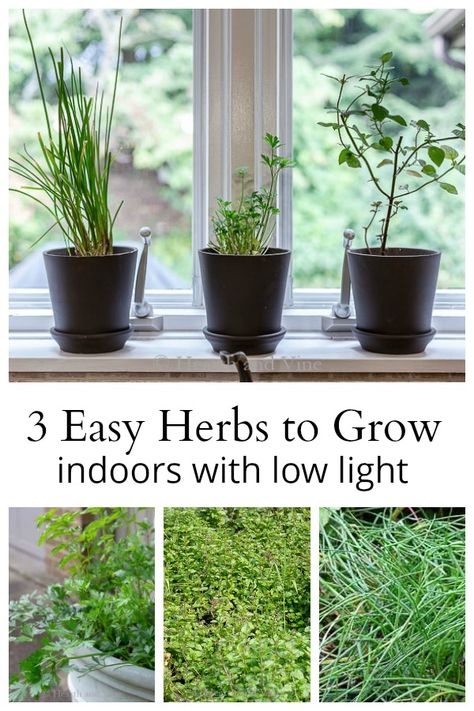 Easiest Herbs To Grow, Herbs To Grow Indoors, Easy Herbs To Grow, Growing Food Indoors, Herbs To Grow, Growing Herbs Indoors, Types Of Herbs, Organic Vegetable Garden, Indoor Herb Garden