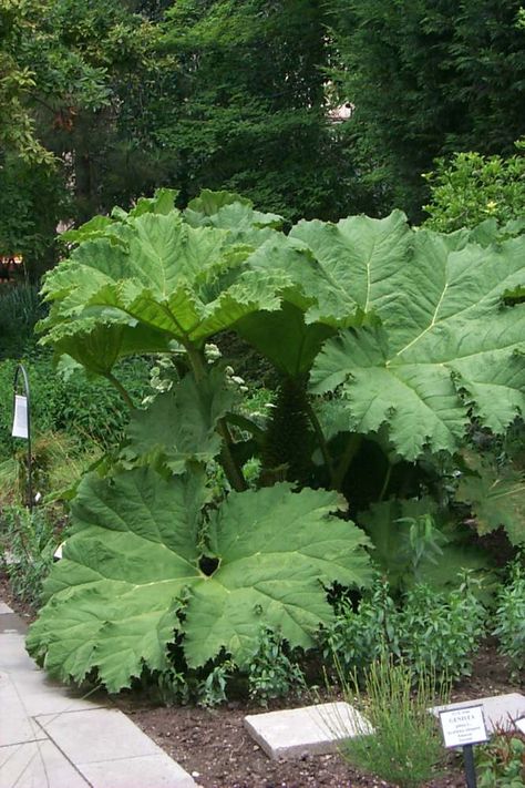 Gunnera Plant In Pot, Gunnera Manicata, Brunnera Mr Morse, Dianella Tasmanica Variegata, Heuchera Lime Marmalade, Dinosaur Garden, Architectural Plants, Bog Garden, Tropical Backyard