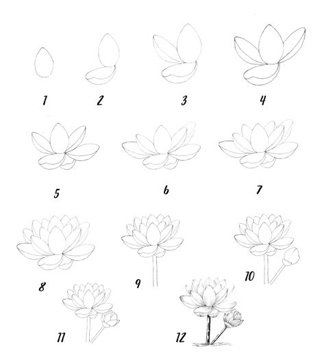 Lotus Drawing Reference, ကြာပန်း Drawing, Small Lotus Drawing, How To Draw Lotus Leaf, Lotus Flower Sketch Simple, Simple Lotus Flower Drawing, Lotus Drawing Tutorial, Lotus Flower Drawing Step By Step, Waterlily Drawing Simple