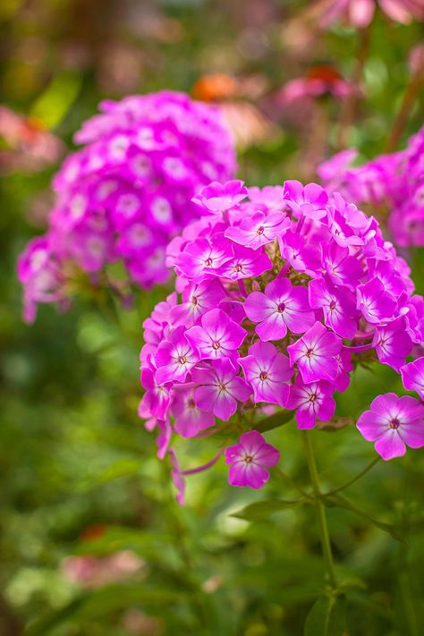 One of the summer's most showy flowers, phlox bears big clusters of candy-colored blooms on tall stems from mid-to-late summer. These blooms bear a sweet fragrance that's most apparent on warm, sunny days. #fragrantplants #flowersthatsmellgood #fragrantflowers #bestsmellingflowers #gardening #bhg Moss Phlox, Perennial Garden Plans, Long Blooming Perennials, Light Purple Flowers, Perennial Flowers, Shade Perennials, Have Inspiration, How To Attract Hummingbirds, Hardy Perennials