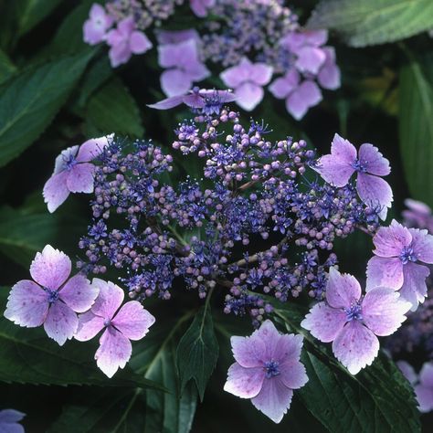 The Leaves of This Hydrangea Can Be Used to Make Sweet Tea Twist And Shout Hydrangea, Hydrangea Plant Care, French Hydrangea, Bigleaf Hydrangea, Types Of Hydrangeas, Big Leaf Hydrangea, Hydrangea Varieties, Smooth Hydrangea, Blue Hydrangea Flowers