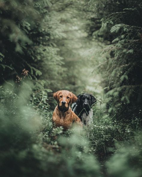 Lina Kayser on Instagram: “Forest creatures” Forest Creatures, Forest, Internet, Energy, Tumblr, Memes, Dogs, Photography, On Instagram