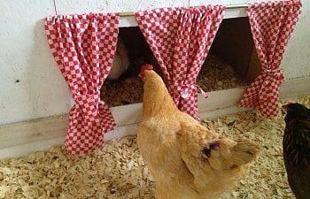 Chicken Curtains Coop, Curtains For Chicken Coop, Cute Chicken Coop Interior, Chicken Coop Curtains, Nesting Box Curtains, Veg Gardens, Chicken Composting, Chicken Tips, Coop Decor