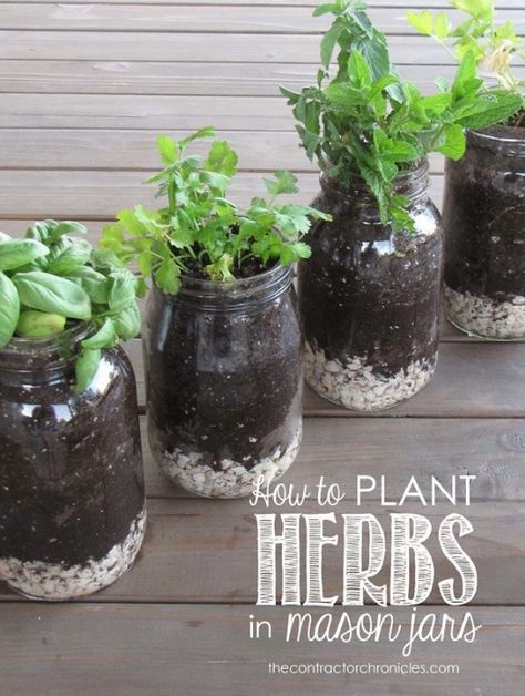 Line your windowsill with herb garden mason jars; they’ll look pretty as heck and fill your kitchen with delicious smells. | 34 Ways To Make Your Kitchen The Best Part Of Your Home Herbs In Mason Jars, Mason Jar Herbs, Tanaman Air, Plant Herbs, Herb Jar, Mason Jar Projects, نباتات منزلية, Indoor Herb, Herb Gardens