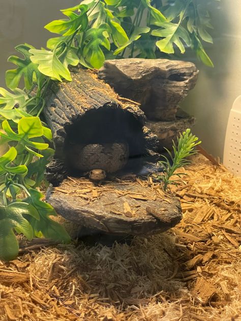 Corn snake hiding away 👀 Snake Inclosers, Corn Snake Setup, Corn Snake Tank Ideas, Snake Enclosure Aesthetic, Mexican Black Kingsnake Enclosure, Snake Cage Ideas, Diy Snake Hide, Snake Enclosure Ideas Diy, Hognose Snake Enclosure