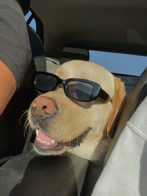 Labrador Retriever Aesthetic, Dog In Sunglasses, Summer Drive, Puppy Funny, Dog Sunglasses, Labrador Funny, Dog Poses, Sunglasses Summer, Lab Dogs