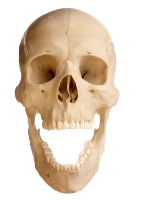 Open wide! Skull Yelling, Skull Looking Up, Skull Practice, Skull Open Mouth, Open Skull, Skull Anatomy, Skull Reference, Mr And Mrs Smith, Human Skull