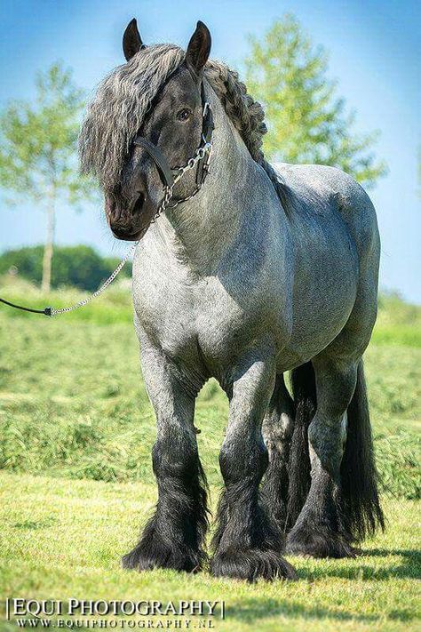 Cool big grey and black working horse. ♡♡♡ Brabant Horse, Clydesdale Horses, Big Horses, Work Horses, Most Beautiful Horses, Majestic Horse, Majestic Animals, Draft Horses, Cute Horses