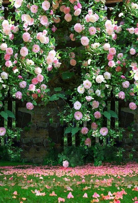 Flowers Scenery, Wedding Photo Background, Backdrops Wedding, Flower Fence, Roses Photography, Backdrops Photography, Garden Backdrops, Background Studio, Leaf Photography