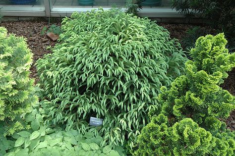 Dwarf Globe Japanese Cedar (Cryptomeria japonica 'Globosa Nana') at GardenWorks Globosa Nana, Cryptomeria Japonica, Japanese Cedar, Dream Forest, Landscape Nursery, Low Maintenance Shrubs, Alpine Garden, Mountain Nursery, Orchid Garden