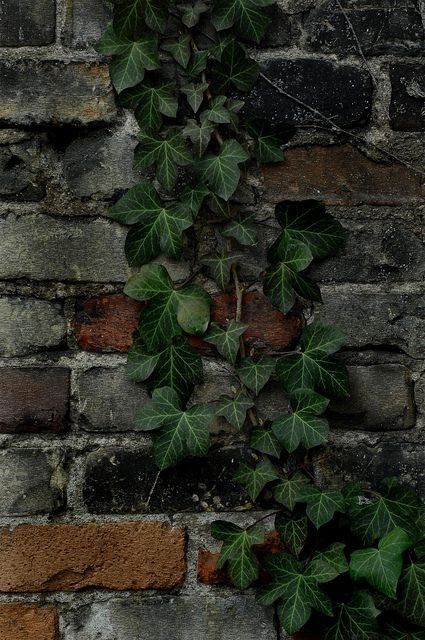 #aesthtic #ivy #aesthticivy Painted Brick Walls, Deep Winter Colors, Ivy Wall, Ivy Vine, Ivy House, Ivy Plants, English Ivy, Green Ivy, Painted Brick