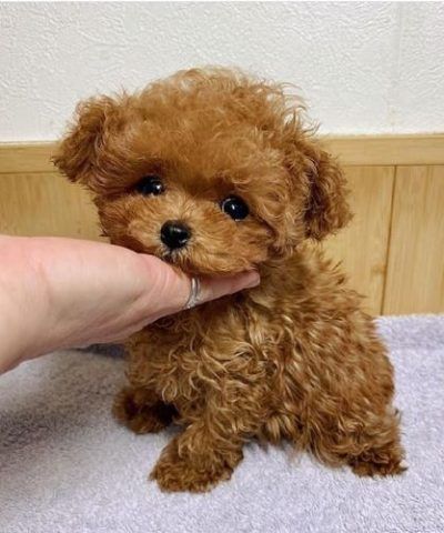 Miniature Poodle Puppies, Teacup Poodle Puppies, Teacup Poodle, Poodle Puppies For Sale, Toy Poodles, Toy Poodle Puppies, Poodle Puppies, Miniature Poodle, Teacup Puppies