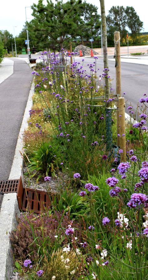 Blue Green Infrastructure, Urban Greening, Green Roof Planting, Roof Plants, Green Infrastructure, Green Street, Water Management, Rain Garden, Climbing Plants