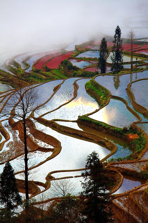 Yuanyang brilliant verticle rice terrace, Yunnan, China Rice Paddy, Yunnan China, Rice Fields, Rice Terraces, China Travel, Wildlife Photography, Beautiful Pictures, Terrace, Around The Worlds