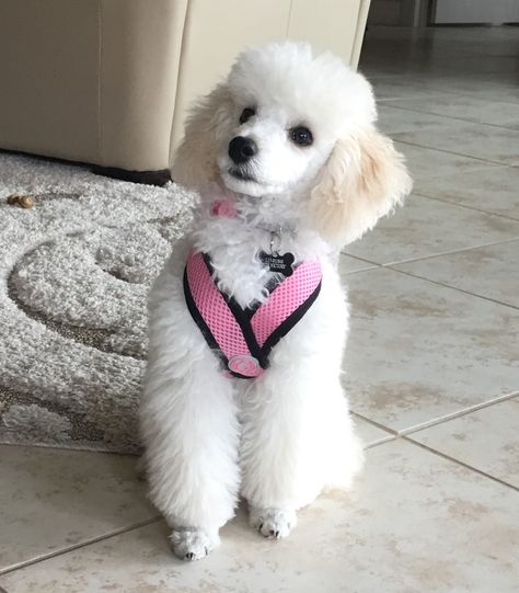 White Poodle Puppy, White Mini Poodle, Toy Poodle Puppies White, Toy Poodle Shaved, White Poodle, Poodle Shaved Face, Toy Poodle Shaved Face, Toy Poodle Puppy Cut, Dog Vest Diy