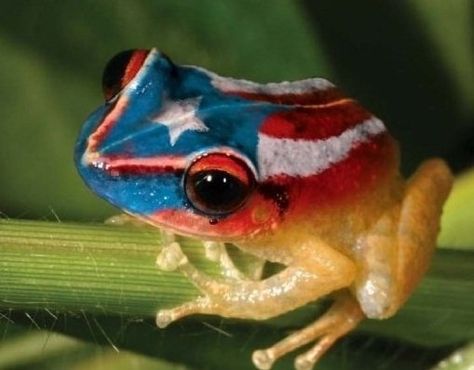 Our mascot, El Coqui Puerto Rican Power, Coqui Frog, Puerto Rico Art, Enchanted Island, Puerto Rican Culture, Puerto Rican Pride, Puerto Rican Recipes, Tree Frogs, Puerto Rican