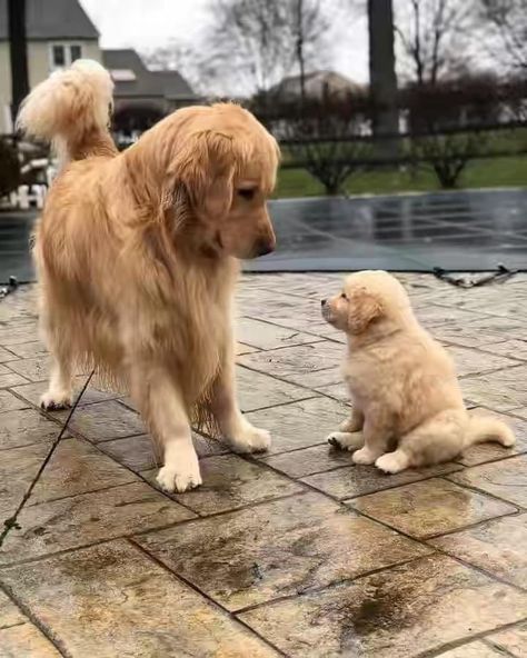 A Golden Retriever, Puppy Lover, Big Dog, Golden Retriever Puppy, Retriever Puppy, Cute Dogs And Puppies, A Puppy, Baby Dogs, Beautiful Dogs