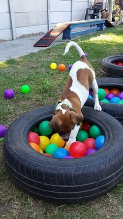 Diy Dog Playground, Outdoor Dog Area, Dog Boarding Ideas, Backyard Dog Area, Puppy Playground, Dog Friendly Backyard, Cat Playground Outdoor, Dog Backyard, Dog Boarding Facility