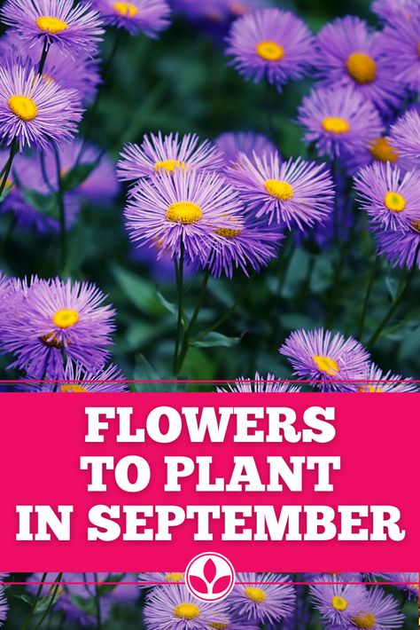 Fall Aster Plant, September Yard Work, Flowers To Plant In September, Flowers To Plant In Fall, September Gardening, Fall Planting Perennials, Fall Gardening Ideas, Monarch Garden, Autumn Flowering Plants