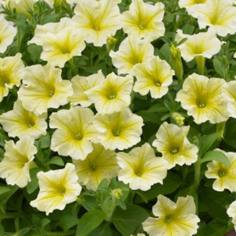 Surfinia® Yellow - Petunia hybrid | Proven Winners Yellow Petunias, Petunia Plant, Trees Garden, Plants Landscape, Balcony Flowers, Yellow Bedding, Hanging Flower Baskets, Flower Baskets, Garden Nursery