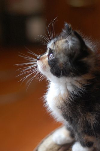 Marla Dearborn makes my heart skip a beat. Kitten Side View, Kitten Side Profile, Cat Side View, Cat Side, Empty House, Profile Portrait, Calico Kitten, Bokeh Photography, Pretty Kitty