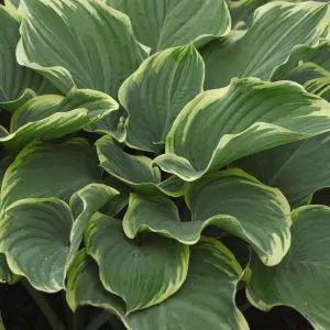 Search results for: 'hosta' Low Light Garden, Hosta Sagae, Variegated Hosta, Elderberry Bush, Evergreen Bush, Plantain Lily, Arborvitae Tree, Hosta Varieties, Flowering Cherry Tree