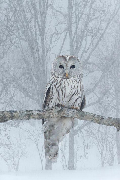 I spotted this Ural owl in a forest on Hokkaido, Japan during my last photo tour there. I had never seen one before. The original background was very busy and distracting with multiple branches, so I ... Winter Forest Photography, Winter Birds Photography, Snow Owl Wings, Snow Owls, Owl In Snow, Ural Owl, Snow Owl Photography, Winter Wildlife, Winter Board