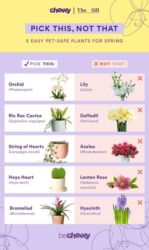 Bring Home These 5 Pet-Safe Plants for Spring | BeChewy Plants Not Safe For Cats, Plants That Are Safe For Dogs, Safe Plants For Dogs, Pet Safe Outdoor Plants, Pet Safe Flowers, Dog Safe Flowers, Plants That Are Safe For Cats, Cat Safe Flowers, Air Purifying House Plants Pet Safe