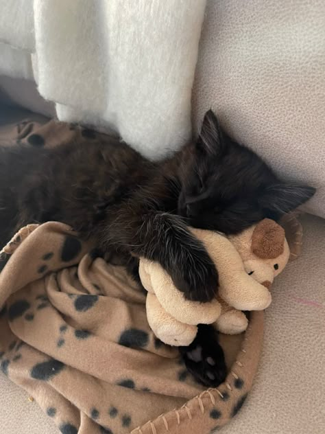 Cuddly Black Cat, Cuddling With Cat, Cat With Teddy Bear, Cat Teddy Bear, Tiny Teddy Bear, Cuddly Cats, Black Teddy Bear, Sleepy Animals, Cats Art Drawing