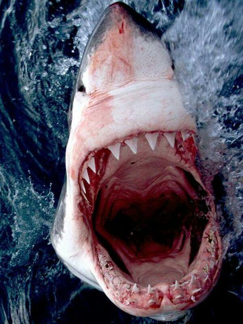 Great White shark Types Of Sharks, Shark Photos, Shark Pictures, Regnul Animal, Shark Mouth, Big Shark, Fauna Marina, Shark Bait, Shark Lover