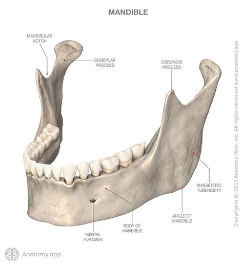 Mandible | Encyclopedia | Anatomy.app | Learn anatomy | 3D models, articles, and quizzes Mandible Anatomy, Mandible Bone, Anatomy App, Learn Anatomy, Nurse Study, Facial Bones, Anatomy Bones, Forensic Anthropology, Skeleton Anatomy