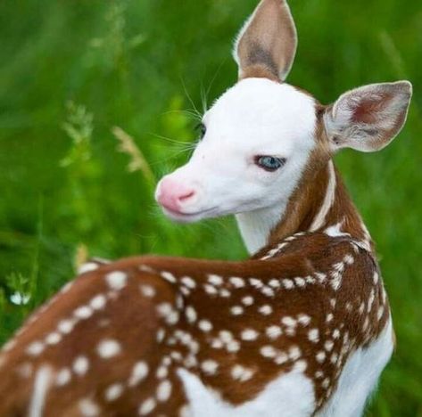 17 Rare-Colored Animals That Are Simply Gorgeous - I Can Has Cheezburger? Hirsch Silhouette, Albino Animals, Unusual Animals, Rare Animals, Airbrush Art, Baby Deer, Amazing Animals, Unique Animals, Sweet Animals