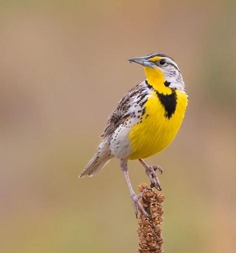 Meadowlark Tattoo, Map Reference, Meadow Lark, Western Meadowlark, Bird Reference, Tattoo Bird, Yellow Birds, Bird Identification, Pin Down