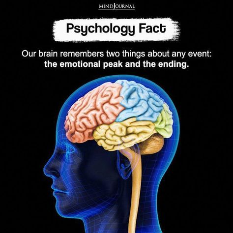 Our brain remembers two things about any event: the emotional peak and the ending. Psychology Facts Quotes, Interesting Facts Quotes, Quick Facts Quotes. Human Brain Facts, Real Brain, Funny Psychology, Psychology Humor, Physiological Facts, Filmmaking Cinematography, Psychological Facts Interesting, Forensic Psychology, Brain Facts