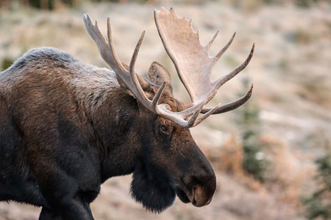 Animal Aesthetic, Aesthetic Photos, Antlers, Moose, Photography