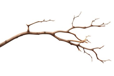 Tree branch plant white background. AI generated Image by rawpixel. | free image by rawpixel.com / charlie Tree Branches Photography, Willow Branch Tattoo, Painting Tree Branches, Branch Aesthetic, Scrapbook Yearbook, Plant White Background, Branch Of Tree, Branch Illustration, Branch Drawing