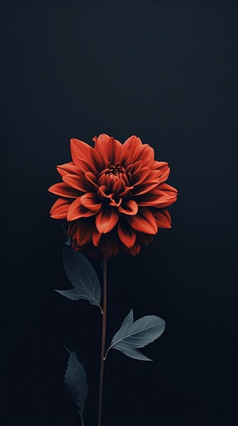 Dark aesthetic flower wallpaper dahlia plant inflorescence. | free image by rawpixel.com Dahlia Flower Wallpaper Iphone, Dark Flower Aesthetic, Dark Floral Aesthetic, Black Dahlia Flower, Dahlia Plant, Flower Wallpaper Aesthetic, Aesthetic Flower Wallpaper, Iphone Wallpaper Dark, Red Dahlia